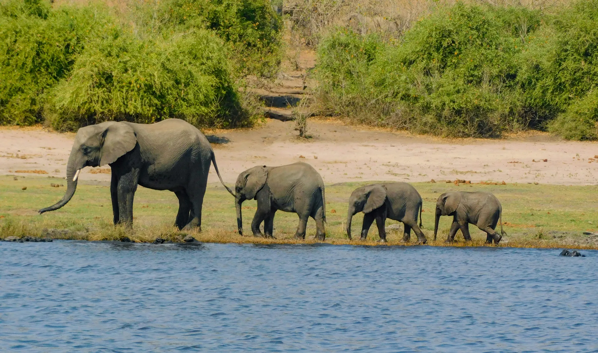 Elephant family beside a river