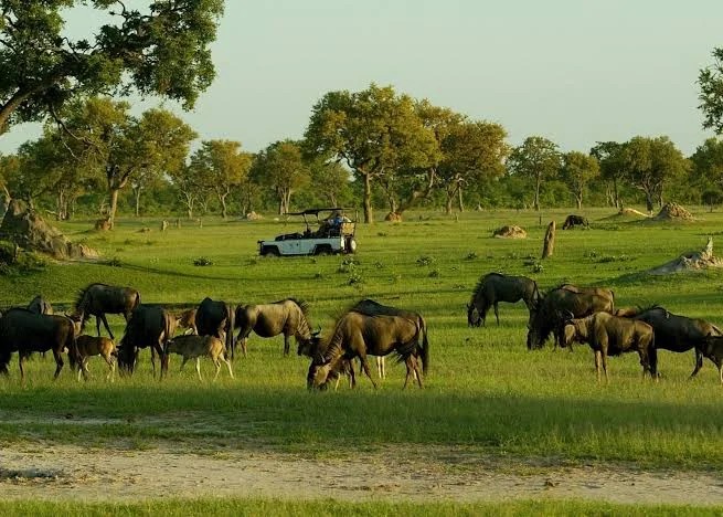 Hwange National Park day trip