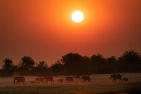 Illustrative photo: Elephants crossing the landscape in Chobe National Park