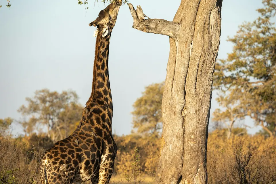 Illustrative photo: A giraffe browsing a tree in Zimbabwe